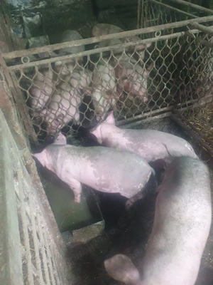 vând purceii petrieni