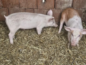 vând 2 soldani rasa de calitate de carne 30-35 kg  - imagine 3