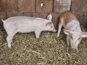 vând 2 soldani rasa de calitate de carne 30-35 kg  - imagine 4