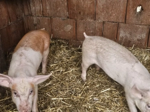 vând 2 soldani rasa de calitate de carne 30-35 kg  - imagine 2