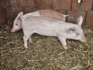 vând 2 soldani rasa de calitate de carne 30-35 kg 