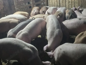 vând 14 soldani rasa de calitate de carne 50-55 kg mascul castrați  - imagine 4