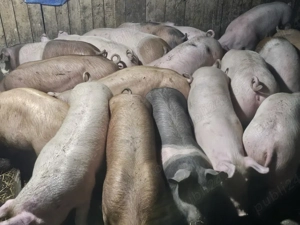 vând 14 soldani rasa de calitate de carne 50-55 kg mascul castrați  - imagine 5