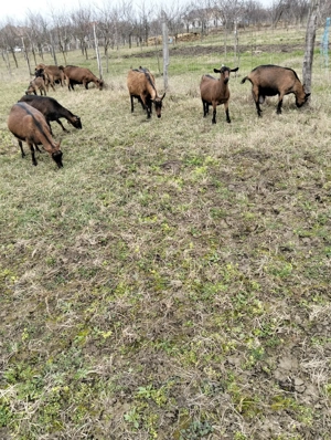 Capre alpina franceza  - imagine 4