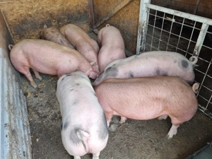 De vânzare ,100-130kg - imagine 2