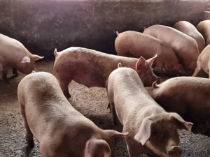 porci de carne 120-140 kg