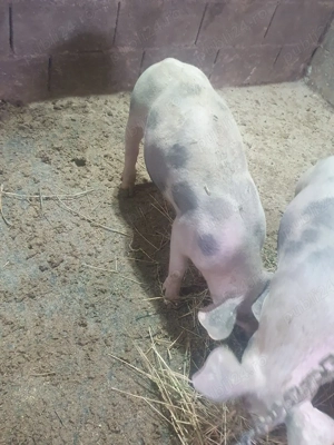 Vând grăsune rasă Petrian,  - imagine 5