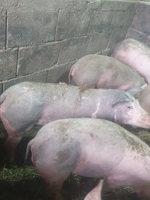 Vând grăsune rasă Petrian, 