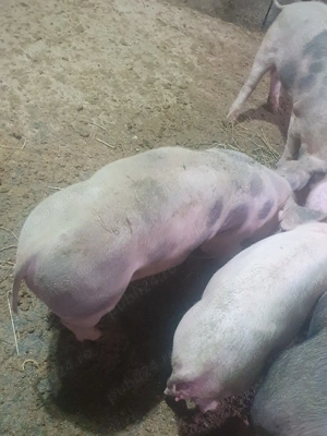 Vând grăsune rasă Petrian,  - imagine 2