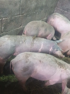 Vând grăsune rasă Petrian,  - imagine 3