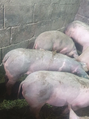 Vând grăsune rasă Petrian,  - imagine 4