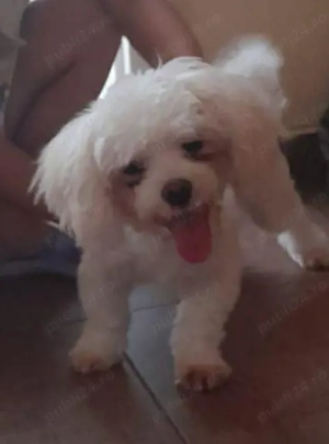 Vand bishon maltez... - imagine 2