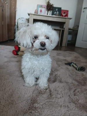 Vand bishon maltez... - imagine 3