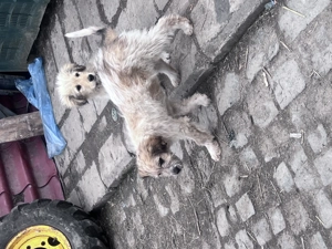 Căței ciobănești mioritici - imagine 2