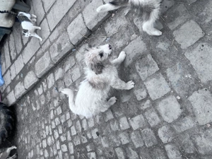 Căței ciobănești mioritici - imagine 4