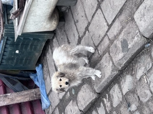 Căței ciobănești mioritici - imagine 3