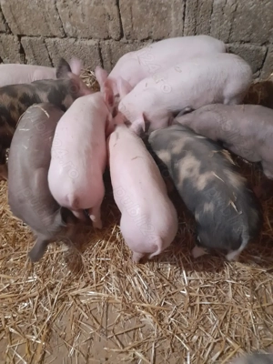 Vint purcei rasa de carne Marele alb cu Pietrean 