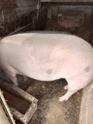 De vânzare  - imagine 2