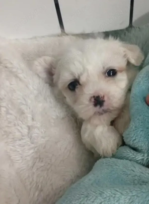 Bichon Maltese Toy baiat