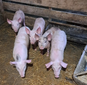 Purcei de vanzare  - imagine 4