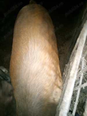 Diroc de vinzare Marghita  - imagine 3