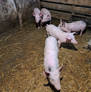 Purcei de vanzare  - imagine 5