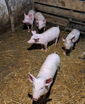 Purcei de vanzare  - imagine 3