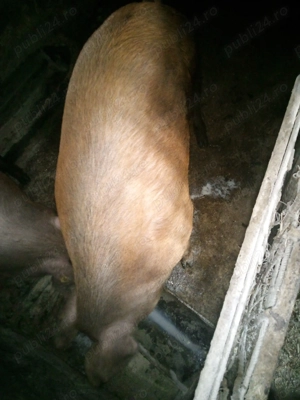 Diroc de vinzare Marghita  - imagine 2