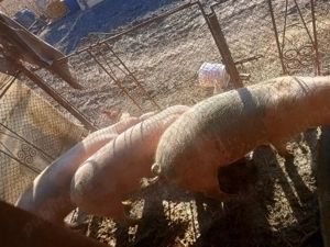 de vînzare trei porci de 100 120 kg  - imagine 2