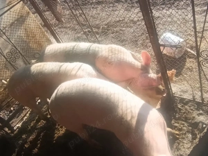 de vînzare trei porci de 100 120 kg 