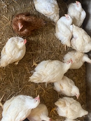 Pui de 3 saptamani si pui de carne intre 1,5-2,5 kg