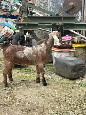 capra metis saneen cu anglo cu iezi - imagine 5