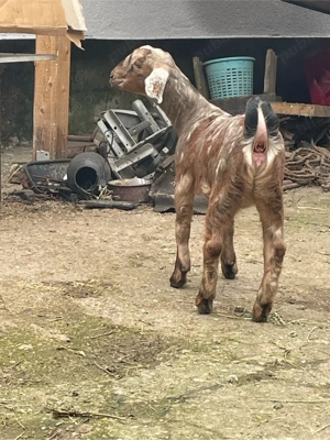 capra metis saneen cu anglo cu iezi - imagine 4