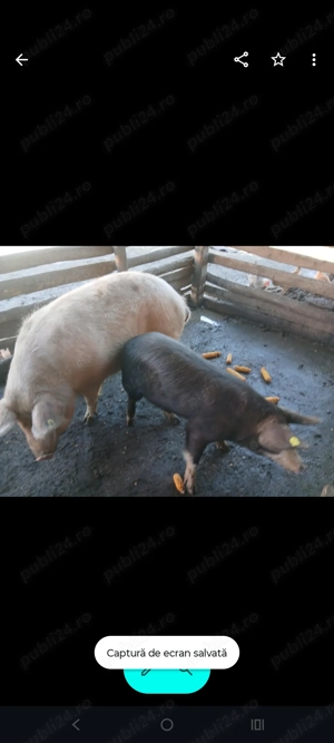 Vând porc!!! - imagine 2