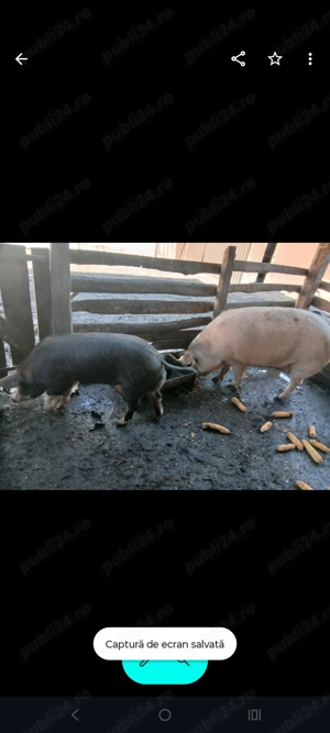 Vând porc!!! - imagine 4
