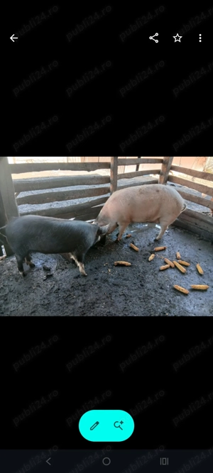 Vând porc!!! - imagine 3