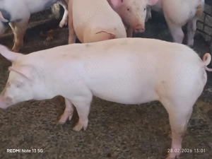 Purcei de vânzare  - imagine 4