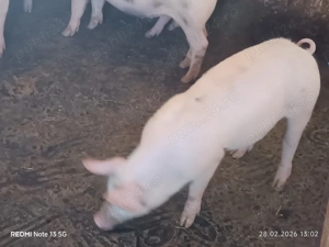 Purcei de vânzare  - imagine 3