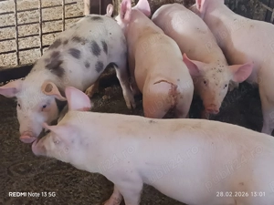 Purcei de vânzare  - imagine 2