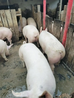 vând porci 90-110kg pentru sacrificare sau pt ținut 
