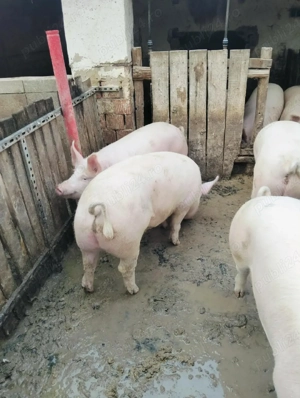 vând porci 90-110kg pentru sacrificare sau pt ținut  - imagine 2