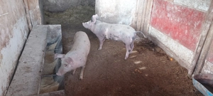 Vand soldani  - imagine 2