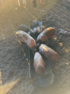 Purcei de 10 săptămâni  - imagine 2