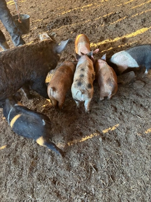 Purcei de 10 săptămâni  - imagine 3