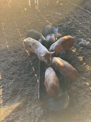 Purcei de 10 săptămâni 