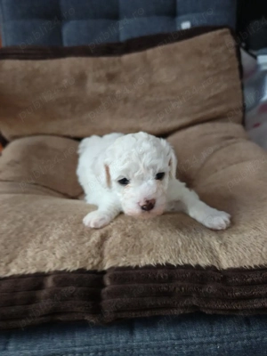 De vănzare puiuți de bișoni frise