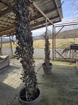 Proprietate cu potential investitional   hala productie + sera moderna, Blajenii de Jos (jud. Bistri - imagine 3