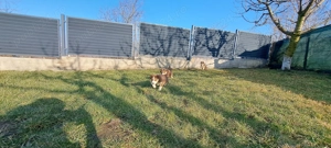 Husky siberian superbi 