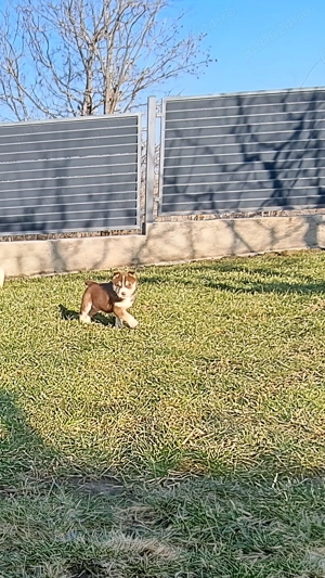 Husky siberian superbi  - imagine 2