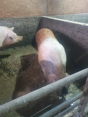 porc de vânzare  - imagine 2